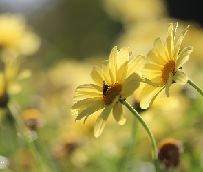 Żółte, Mucha, Margerytki