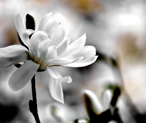 Biały, Magnolia, Kwiat