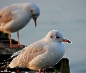 Mewa, Fractalius, Ptaki