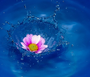 Woda, Kwiat
