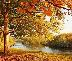 Park, Rzeka, Jesień
