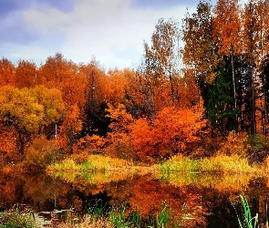 Las, Staw, Jesień