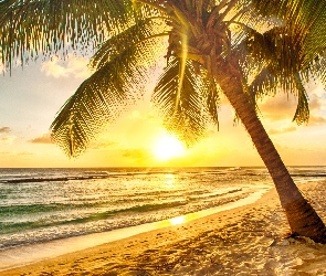 Palmy, Słońce, Plaża, Morze