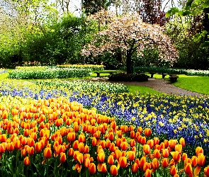 Tulipany, Kwiaty, Wiosna, Park