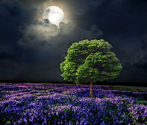 Księżyc, Łąka, Noc, Drzewo
