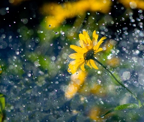 Żółty, Deszcz, Kwiat
