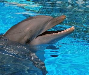 Basen, Woda, Delfin