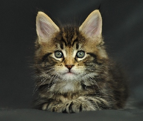 Maine Coon, Kotek