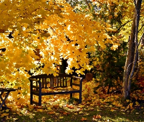 Ławka, Żółte liście, Park
