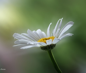 Margaretka, Płatki