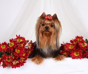 Kokardka, Chryzantemy, Terrier