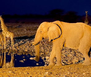 Żyrafy, Słoń, Afryka, Noc, Namibia, Wodopój