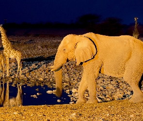Afryka, Namibia, Słoń, Żyrafy, Wodopój, Noc