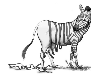 Zebra, Śmieszne