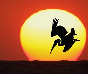 Pelikan, Słońce, Zachód Słońca, Ptak