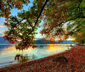 Jezioro, Jesień, Słońca, Drzewo, Wschód