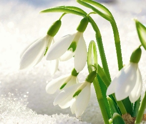 Przebiśniegi, Śnieg