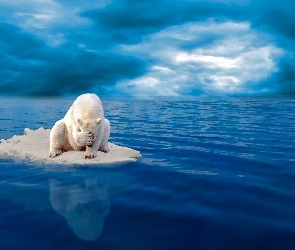 Niedźwiedź polarny, Morze, Kra lodowa
