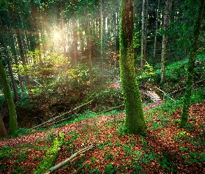 Promienie, Ścieżka, Kładka, Słońca, Las