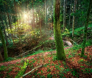 Las, Ścieżka, Słońca, Kładka, Promienie