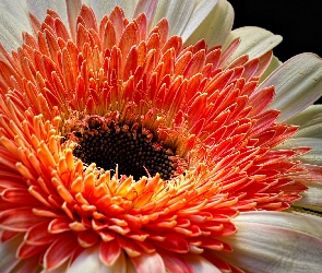 Dwukolorowa, Gerbera, Kwiat