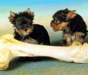 Wielka, Kość, Yorkshire Terrier