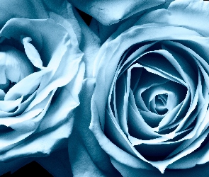Niebieskie, Kwiat, Róża, Róże