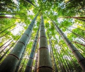 Drzewa, Bambus, Wierzchołki