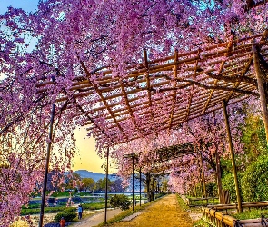 Drzewa, Kwitnące, Park, Droga