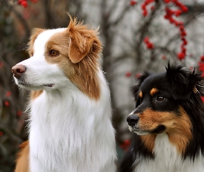 Border Collie, Dwa