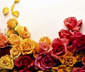 Róża, Kwiaty, Róże