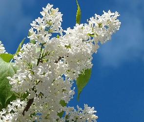 Biały, Bez
