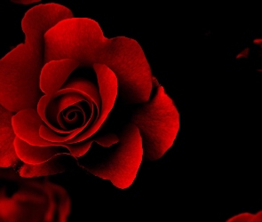 Czerwona, Tło, Czarne, Róża