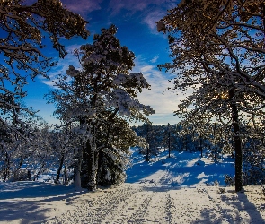 Droga, Zima, Słońce, Wonderland, Norwegia, Zimowe, Drzewa