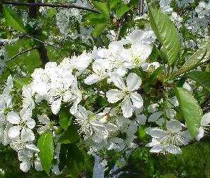 Kwiaty, Białe, Jabłoni