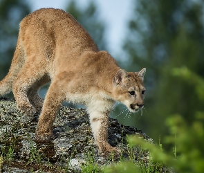 Puma, Skała