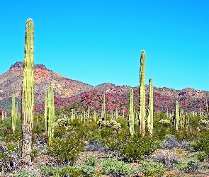 Arizona, Kaktus