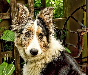 Owczarek australijski-australian shepherd