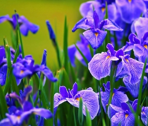 Kwiatki, Irysy, Niebieskie