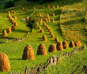 Łąki, Lato, Siana, Stogi