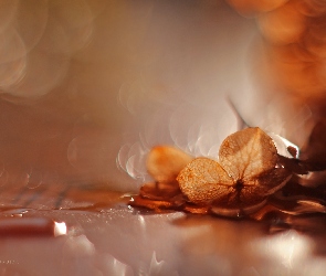 Sucha, Bokeh, Hortensja