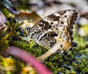 Mech, Makro, Motyl