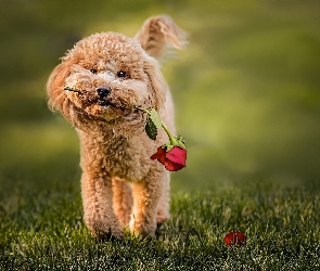 Róża, Pudel miniaturowy, Pies