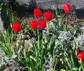 Kwiaty, Ogródek, Tulipany