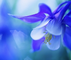 Makro, Orlik, Kwiat, Niebieski