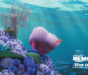 Rafa, Finding Nemo, Film animowany, Gdzie jest Nemo