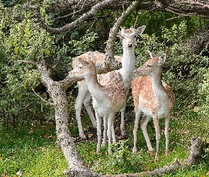 Polana, Las, Sarny, Konary Drzew