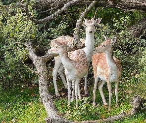 Sarny, Polana, Las, Konary Drzew