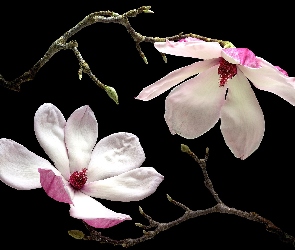 Magnolia, Gałązki, Kwiaty