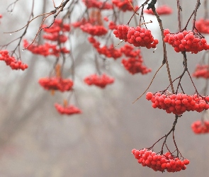 Jarzębina, Jesień